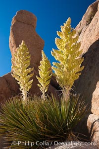 Parry's Nolina, or Giant Nolina, a flowering plant native to southern California and Arizona founds in deserts and mountains to 6200'. It can reach 6' in height with its flowering inflorescence reaching 12', Nolina parryi, Joshua Tree National Park