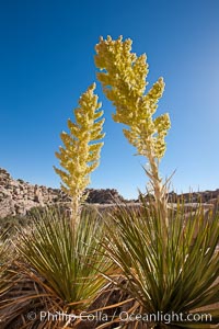 Parry's Nolina, or Giant Nolina, a flowering plant native to southern California and Arizona founds in deserts and mountains to 6200'. It can reach 6' in height with its flowering inflorescence reaching 12', Nolina parryi, Joshua Tree National Park