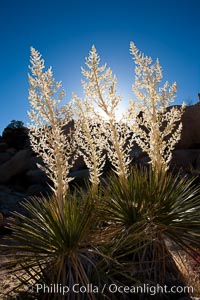 Parry's Nolina, or Giant Nolina, a flowering plant native to southern California and Arizona founds in deserts and mountains to 6200'. It can reach 6' in height with its flowering inflorescence reaching 12', Nolina parryi, Joshua Tree National Park