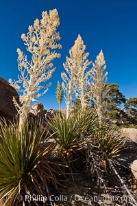 Parry's Nolina, or Giant Nolina, a flowering plant native to southern California and Arizona founds in deserts and mountains to 6200'. It can reach 6' in height with its flowering inflorescence reaching 12', Nolina parryi, Joshua Tree National Park