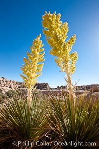 Parry's Nolina, or Giant Nolina, a flowering plant native to southern California and Arizona founds in deserts and mountains to 6200'. It can reach 6' in height with its flowering inflorescence reaching 12', Nolina parryi, Joshua Tree National Park