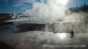 Steam rises at sunrise in Norris Geyser Basin.  Located at the intersection of three tectonic faults, Norris Geyser Basin is the hottest and most active geothermal area in Yellowstone National Park