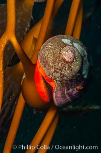 Norris topsnail (aka, kelp snail), clings to a kelp pneumatocyst (bubble) at the base of a stipe/blade, midway in the water column, Macrocystis pyrifera, Norrisia norrisi, San Nicholas Island