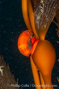 Norris topsnail (aka, kelp snail), clings to a kelp pneumatocyst (bubble) at the base of a stipe/blade, midway in the water column, Macrocystis pyrifera, Norrisia norrisi, San Nicholas Island