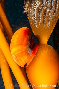 Norris topsnail (aka, kelp snail), clings to a kelp pneumatocyst (bubble) at the base of a stipe/blade, midway in the water column. San Nicholas Island, California, USA, Macrocystis pyrifera, Norrisia norrisi, natural history stock photograph, photo id 10214