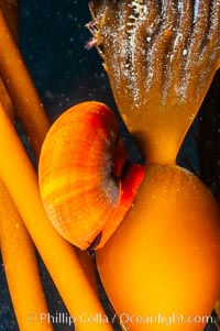 Norris topsnail (aka, kelp snail), clings to a kelp pneumatocyst (bubble) at the base of a stipe/blade, midway in the water column, Macrocystis pyrifera, Norrisia norrisi, San Nicholas Island