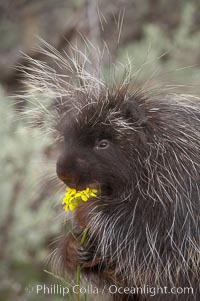 North American porcupine, Erethizon dorsatum