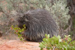 North American porcupine, Erethizon dorsatum