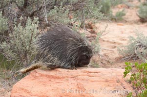 North American porcupine, Erethizon dorsatum