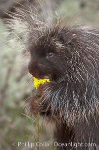 North American porcupine, Erethizon dorsatum