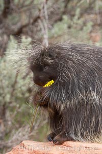 North American porcupine., Erethizon dorsatum, natural history stock photograph, photo id 12154