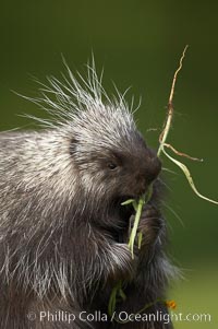 North American porcupine, Erethizon dorsatum