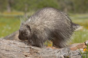 North American porcupine, Erethizon dorsatum