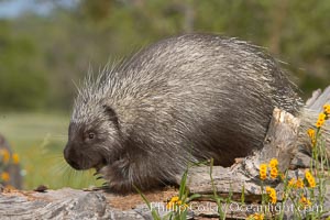 North American porcupine, Erethizon dorsatum