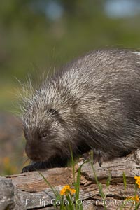 North American porcupine, Erethizon dorsatum