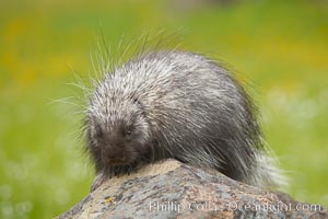 North American porcupine, Erethizon dorsatum