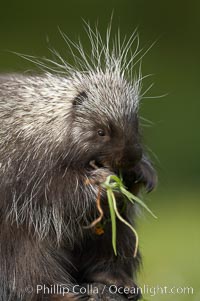 North American porcupine, Erethizon dorsatum