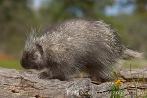 North American porcupine, Erethizon dorsatum