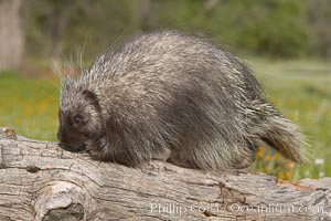 North American porcupine, Erethizon dorsatum