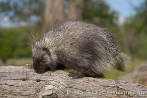 North American porcupine, Erethizon dorsatum