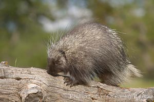 North American porcupine, Erethizon dorsatum