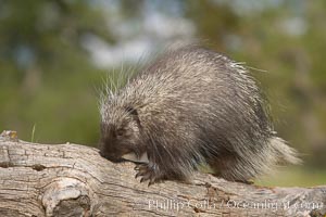 North American porcupine, Erethizon dorsatum