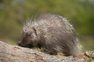 North American porcupine, Erethizon dorsatum