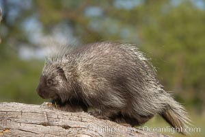 North American porcupine., Erethizon dorsatum, natural history stock photograph, photo id 15946