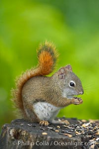 North American red squirrel eats seeds in the shade of a Minnesota birch forest.  Red squirrels are found in coniferous, deciduous and mixed forested habitats from Alaska, across Canada, throughout the Northeast and south to the Appalachian states, as well as in the Rocky Mountains, Tamiasciurus hudsonicus, Orr