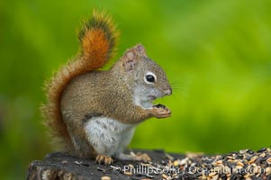 North American red squirrel eats seeds in the shade of a Minnesota birch forest.  Red squirrels are found in coniferous, deciduous and mixed forested habitats from Alaska, across Canada, throughout the Northeast and south to the Appalachian states, as well as in the Rocky Mountains, Tamiasciurus hudsonicus, Orr