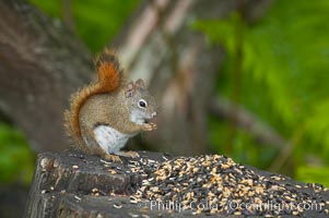 North American red squirrel eats seeds in the shade of a Minnesota birch forest.  Red squirrels are found in coniferous, deciduous and mixed forested habitats from Alaska, across Canada, throughout the Northeast and south to the Appalachian states, as well as in the Rocky Mountains, Tamiasciurus hudsonicus, Orr