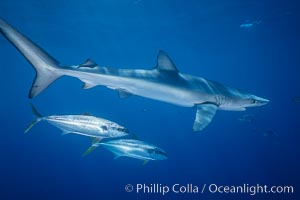 Blue shark and yellowtail in the open ocean, Prionace glauca, Seriola lalandi, San Diego, California