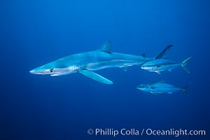 Blue shark and yellowtail in the open ocean, Prionace glauca, Seriola lalandi, San Diego, California