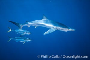 North Pacific Yellowtail brushing against blue shark, Seriola lalandi, Prionace glauca