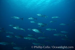 North Pacific Yellowtail, Seriola lalandi, San Clemente Island