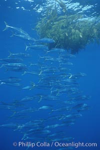 North Pacific Yellowtail, schooling, open ocean under drift kelp., Seriola lalandi, natural history stock photograph, photo id 05203