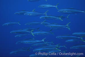 North Pacific Yellowtail, schooling, open ocean under drift kelp., Seriola lalandi, natural history stock photograph, photo id 05206