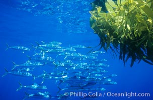 North Pacific Yellowtail school under a patch of drift kelp, open ocean, Seriola lalandi, San Diego, California