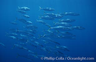 North Pacific Yellowtail, schooling, open ocean under drift kelp, Seriola lalandi