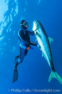 Craig OConnor and his pending spearfishing world record North Pacific yellowtail (77.4 pounds), taken on a breathold dive with a band-power speargun near Abalone Point.  Guadalupe Island is home to enormous yellowtail.  The three most recent spearfishing world records for Northern yellowtail have been taken at Guadalupe. July 2004, Seriola lalandi, Guadalupe Island (Isla Guadalupe)