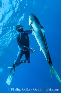 Craig OConnor and his pending spearfishing world record North Pacific yellowtail (77.4 pounds), taken on a breathold dive with a band-power speargun near Abalone Point.  Guadalupe Island is home to enormous yellowtail.  The three most recent spearfishing world records for Northern yellowtail have been taken at Guadalupe. July 2004, Seriola lalandi, Guadalupe Island (Isla Guadalupe)