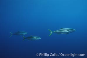 North Pacific Yellowtail, near drift kelp, Seriola lalandi, San Diego, California