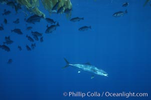 North Pacific Yellowtail under drift kelp paddy, open ocean, Seriola lalandi, San Diego, California