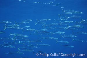 North Pacific Yellowtail, schooling, open ocean under drift kelp., Seriola lalandi, natural history stock photograph, photo id 05201