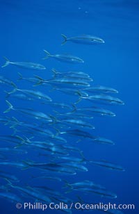 North Pacific Yellowtail, schooling, open ocean under drift kelp, Seriola lalandi