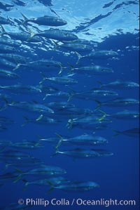 North Pacific Yellowtail, schooling, open ocean under drift kelp, Seriola lalandi