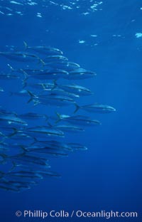 North Pacific Yellowtail, schooling, open ocean under drift kelp, Seriola lalandi