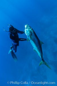 Craig OConnor and his pending spearfishing world record North Pacific yellowtail (77.4 pounds), taken on a breathold dive with a band-power speargun near Abalone Point.  Guadalupe Island is home to enormous yellowtail.  The three most recent spearfishing world records for Northern yellowtail have been taken at Guadalupe. July 2004, Seriola lalandi, Guadalupe Island (Isla Guadalupe)