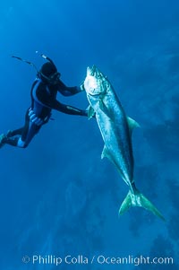 Craig OConnor and his pending spearfishing world record North Pacific yellowtail (77.4 pounds), taken on a breathold dive with a band-power speargun near Abalone Point.  Guadalupe Island is home to enormous yellowtail.  The three most recent spearfishing world records for Northern yellowtail have been taken at Guadalupe. July 2004, Seriola lalandi, Guadalupe Island (Isla Guadalupe)