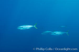 North Pacific Yellowtail, Seriola lalandi, San Diego, California